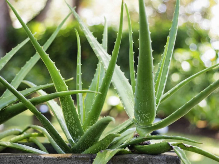 10 Stylish Succulents (Aloe vera)