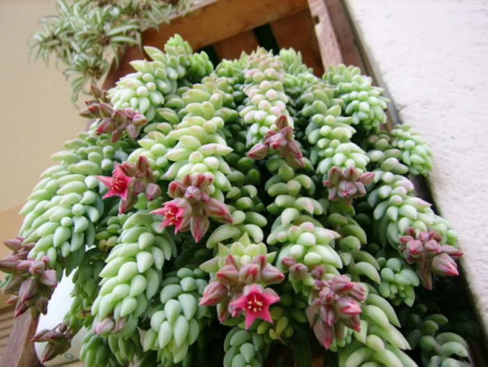 10 Stylish Succulents (Sedum morganianum)