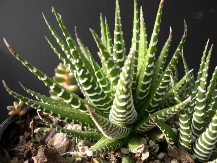 10 Stylish Succulents (Haworthia attenuata)