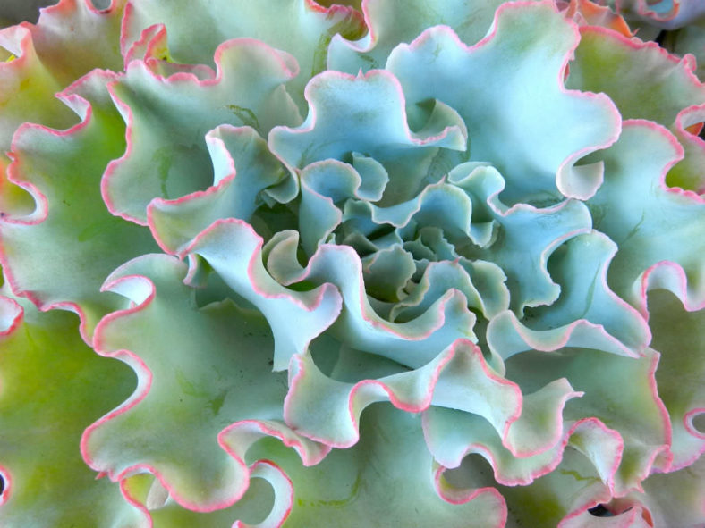 10 Stylish Succulents (Echeveria 'Lady Aquarius')