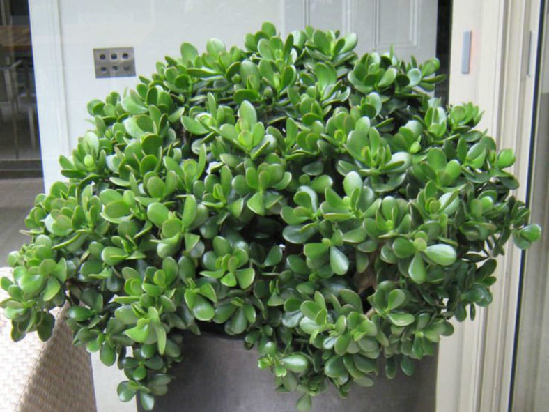 10 Stylish Succulents (Crassula ovata)