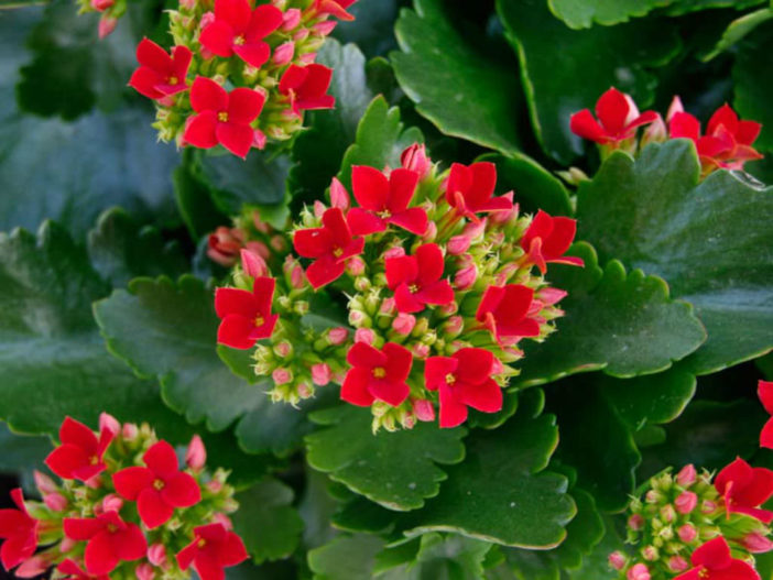 10 Stylish Succulents (Kalanchoe blossfeldiana)