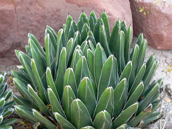 10 Stylish Succulents (Agave victoriae-reginae)