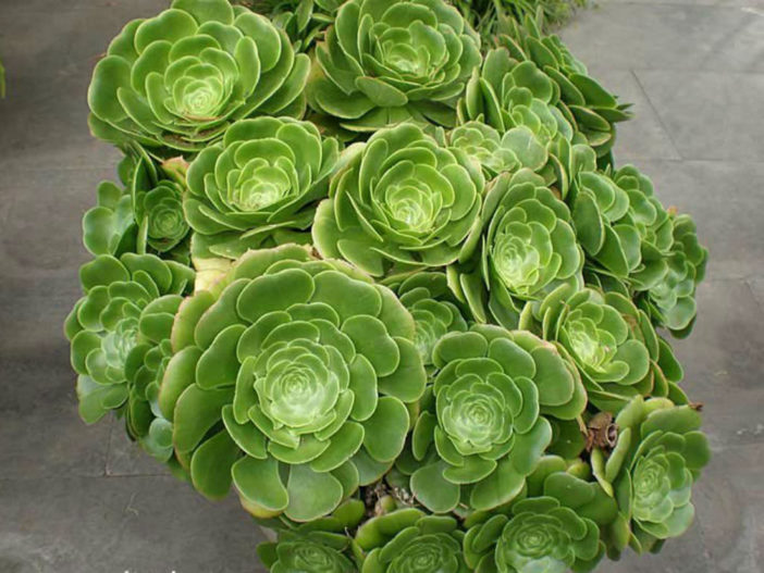 Aeonium canariense