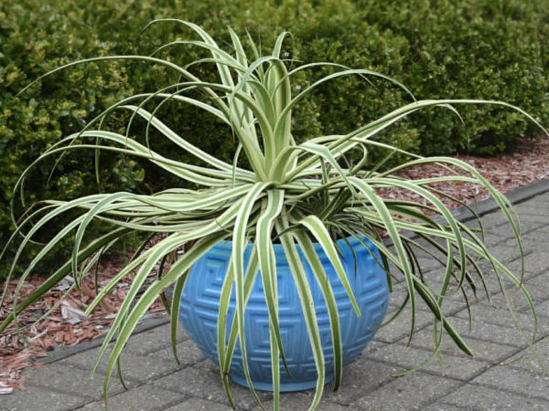 Agave bracteosa 'Monterrey Frost' - Frosted Candelabrum Agave