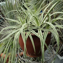 Agave bracteosa 'Monterrey Frost' - Frosted Candelabrum Agave