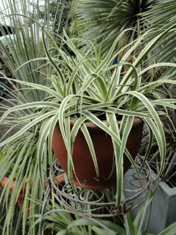 Agave bracteosa 'Monterrey Frost' - Frosted Candelabrum Agave