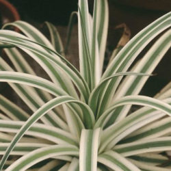 Agave bracteosa 'Monterrey Frost' - Frosted Candelabrum Agave