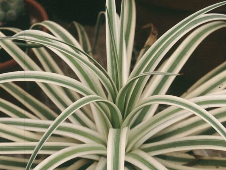 Agave bracteosa 'Monterrey Frost' - Frosted Candelabrum Agave