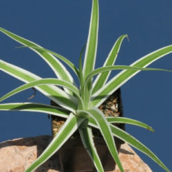 Agave bracteosa 'Monterrey Frost' - Frosted Candelabrum Agave