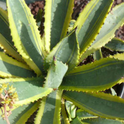 Agave murpheyi 'Engard' - Variegated Hohokam Agave