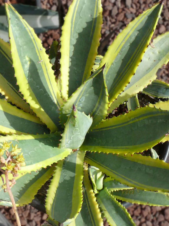 Agave murpheyi 'Engard' - Variegated Hohokam Agave
