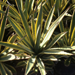 Agave murpheyi 'Engard' - Variegated Hohokam Agave