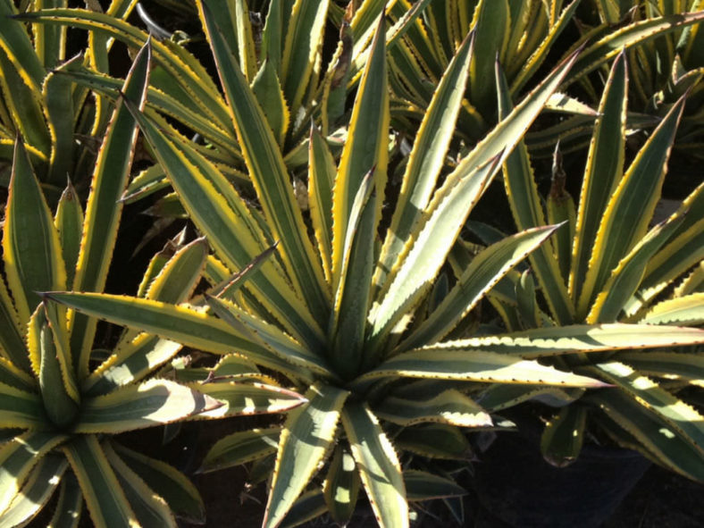Agave murpheyi 'Engard' - Variegated Hohokam Agave