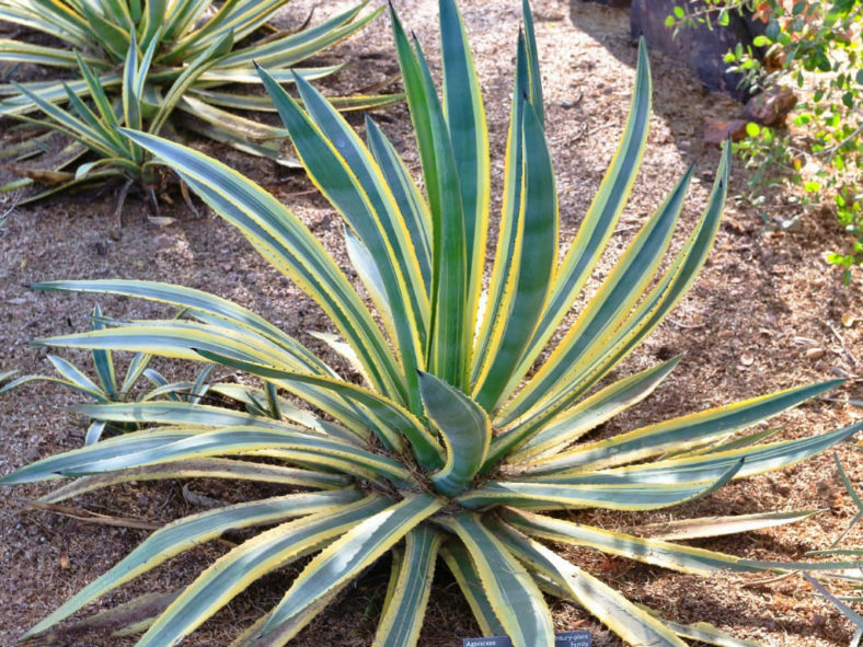 Agave murpheyi 'Engard' - Variegated Hohokam Agave