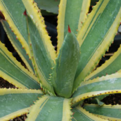 Agave murpheyi 'Engard' - Variegated Hohokam Agave