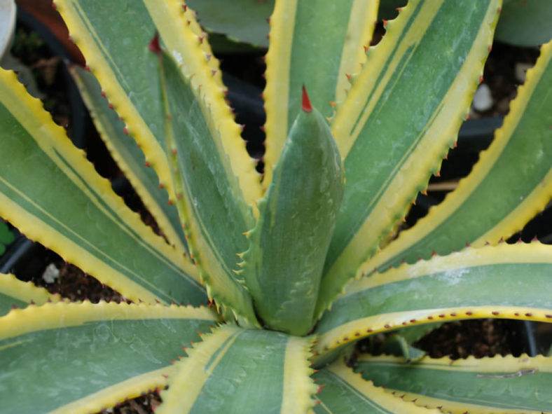 Agave murpheyi 'Engard' - Variegated Hohokam Agave