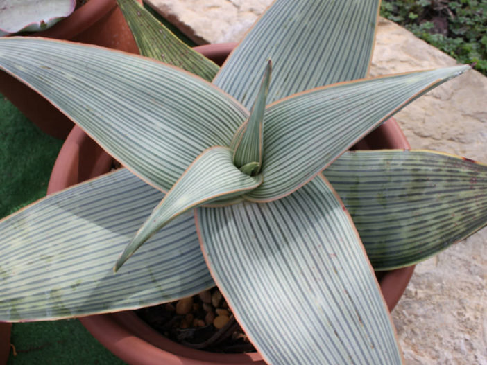 Aloe karasbergensis (Karasberg Aloe) aka Aloe striata subsp. karasbergensis