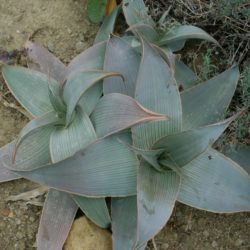 Aloe karasbergensis (Karasberg Aloe) aka Aloe striata subsp. karasbergensis