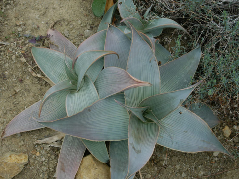 Aloe karasbergensis (Karasberg Aloe) aka Aloe striata subsp. karasbergensis