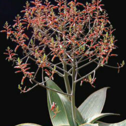 Aloe karasbergensis (Karasberg Aloe) aka Aloe striata subsp. karasbergensis