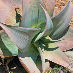 Aloe karasbergensis (Karasberg Aloe) aka Aloe striata subsp. karasbergensis