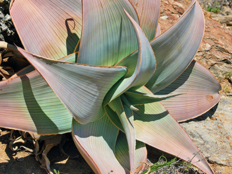 Aloe karasbergensis (Karasberg Aloe) aka Aloe striata subsp. karasbergensis