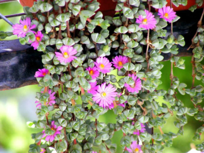 Braunsia maximiliani (Beads Lampranthus) aka Lampranthus maximiliani