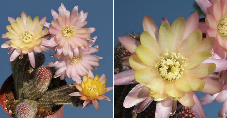 Echinopsis 'Annie' - World of Succulents