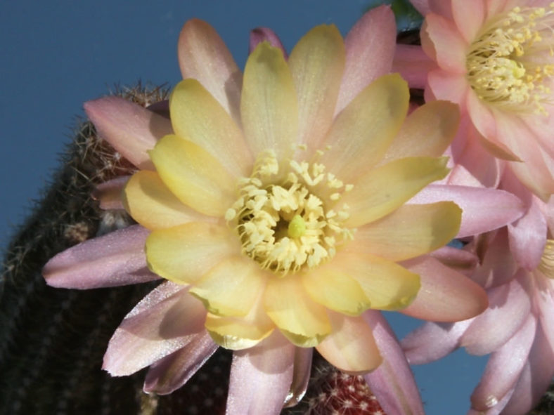 Echinopsis 'Annie' (Peanut Cactus), aka Echinopsis chamaecereus 'Annie' or ×Chamaelobivia 'Annie'