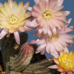 Echinopsis 'Annie' (Peanut Cactus), aka Echinopsis chamaecereus 'Annie' or ×Chamaelobivia 'Annie'