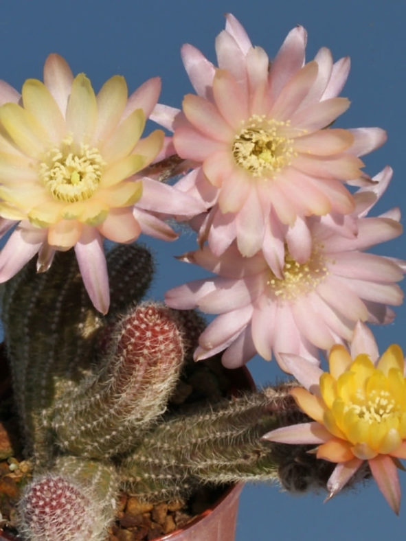 Echinopsis 'Annie' (Peanut Cactus), aka Echinopsis chamaecereus 'Annie' or ×Chamaelobivia 'Annie'