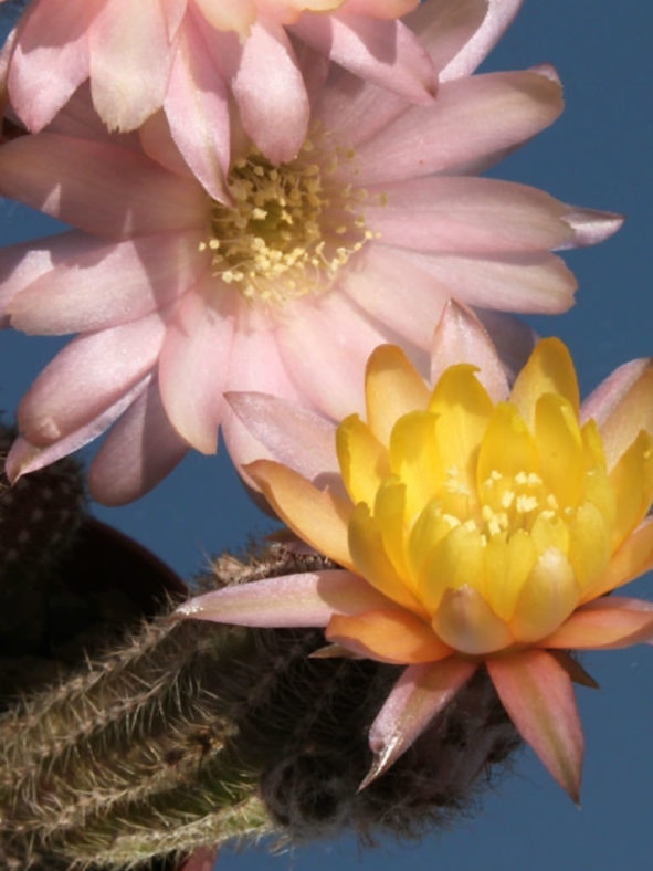 Echinopsis 'Annie' (Peanut Cactus), aka Echinopsis chamaecereus 'Annie' or ×Chamaelobivia 'Annie'