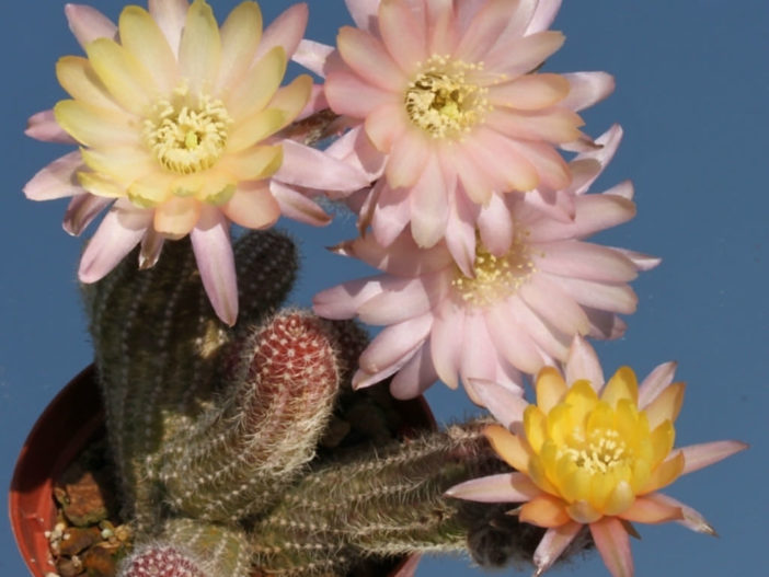 Chamaelobivia 'Annie' (Peanut Cactus)