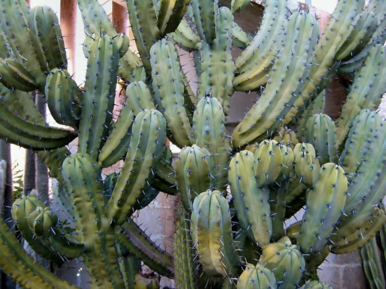 silly succulent columnar cactus