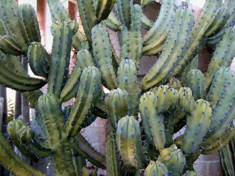 Columnar Cactus (Myrtillocactus geometrizans)