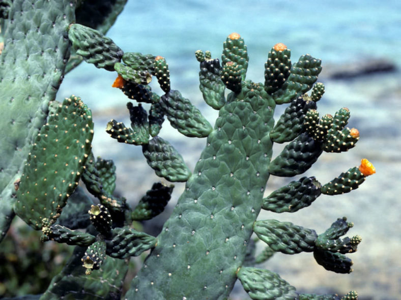 Consolea rubescens (Road Kill Cactus)