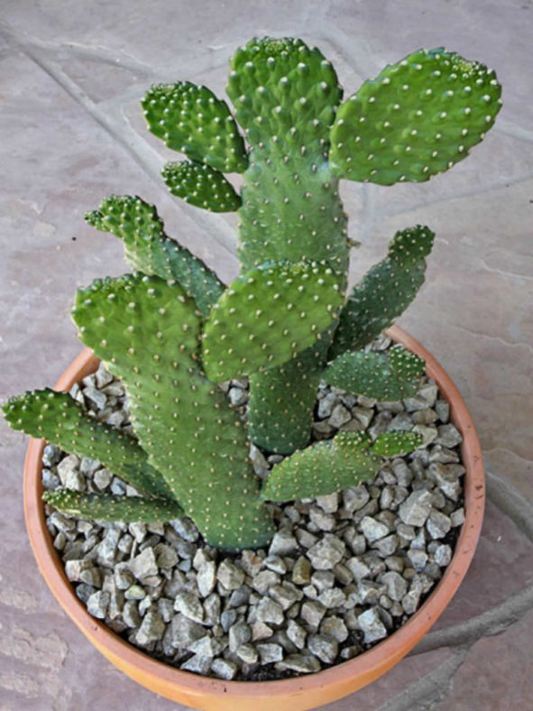 Consolea rubescens (Road Kill Cactus)