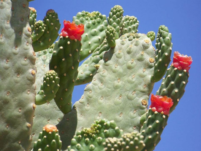 Consolea rubescens (Road Kill Cactus)