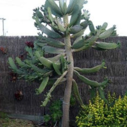 Consolea rubescens (Road Kill Cactus) - World of Succulents