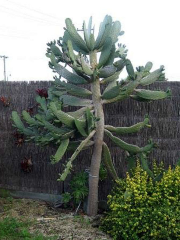 Consolea rubescens (Road Kill Cactus)