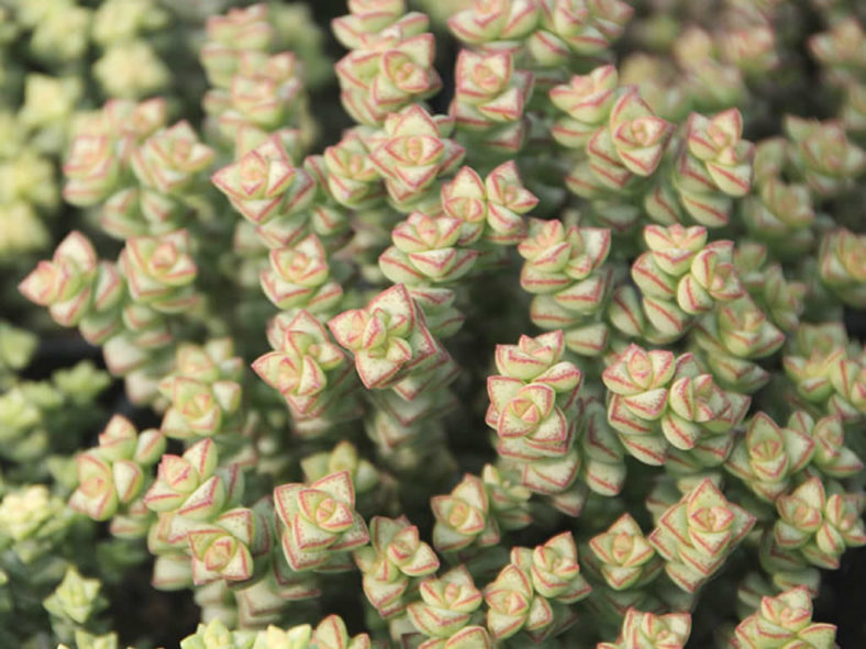 Crassula 'Tom Thumb'