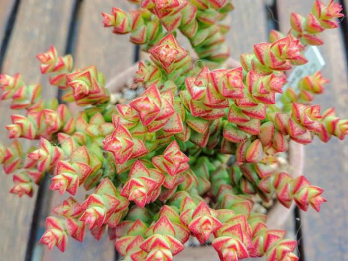 Crassula 'Tom Thumb'