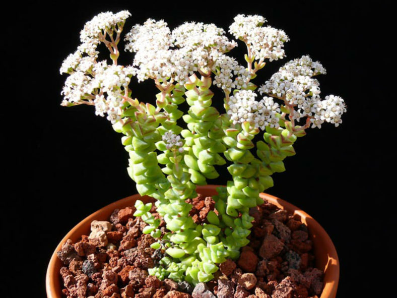 Crassula 'Tom Thumb'