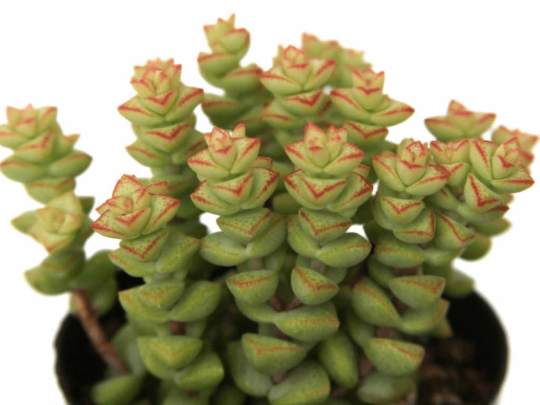 Crassula 'Tom Thumb'