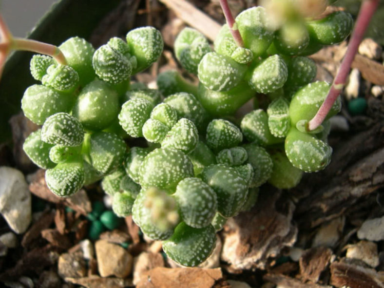 Crassula elegans subsp. namibensis (Elegant Crassula)