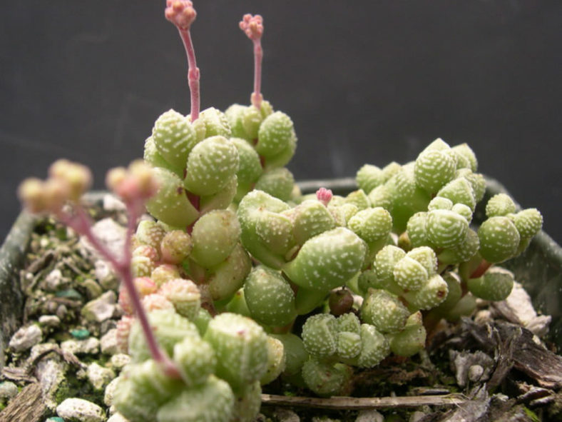 Crassula elegans subsp. namibensis (Elegant Crassula)