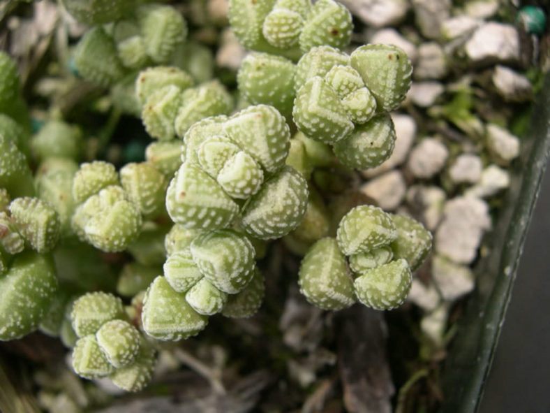 Crassula elegans subsp. namibensis (Elegant Crassula)