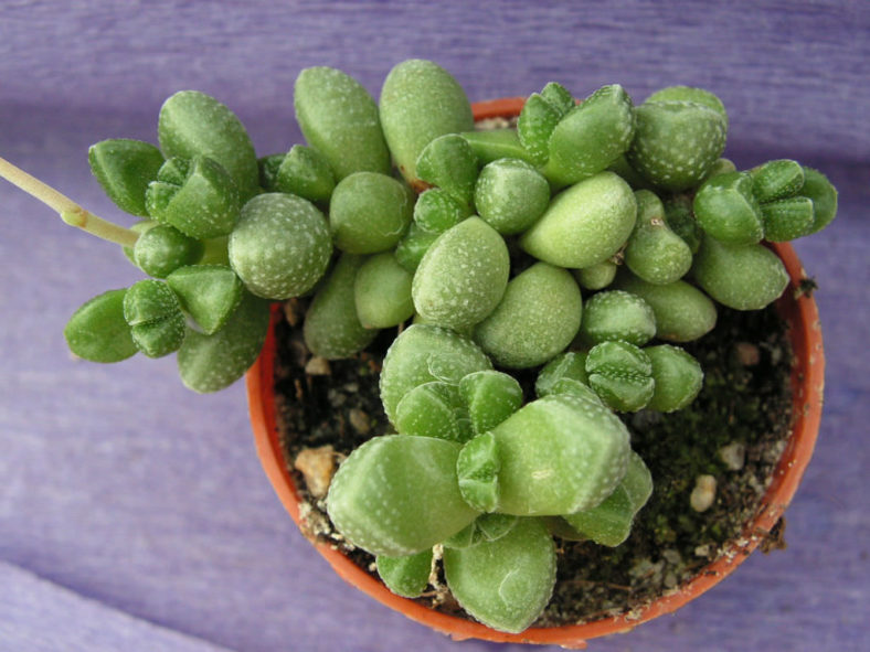 Crassula elegans subsp. namibensis (Elegant Crassula)