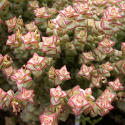 Crassula rupestris subsp. commutata - Rosary Vine